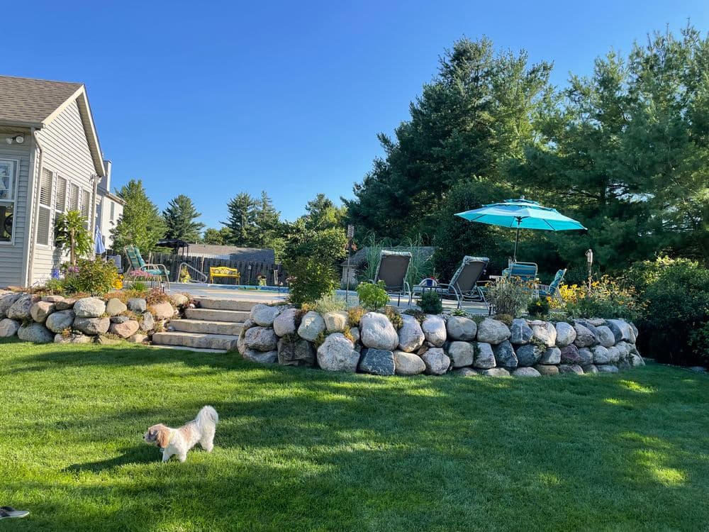 Small white dog playing on green lawn near landscaped backyard with patio and umbrella.